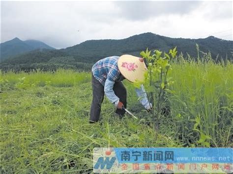 構樹種植|構樹